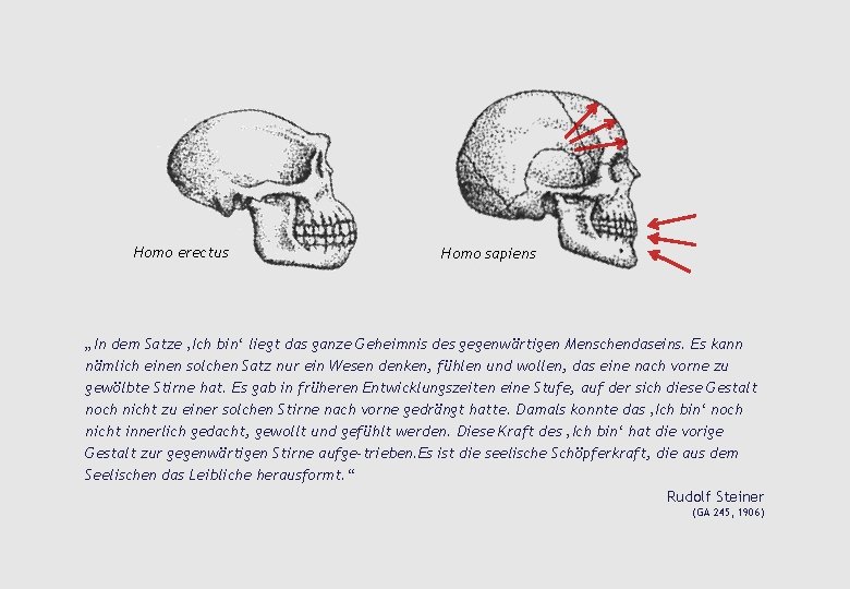 Homo erectus Homo sapiens „In dem Satze ‚Ich bin‘ liegt das ganze Geheimnis des