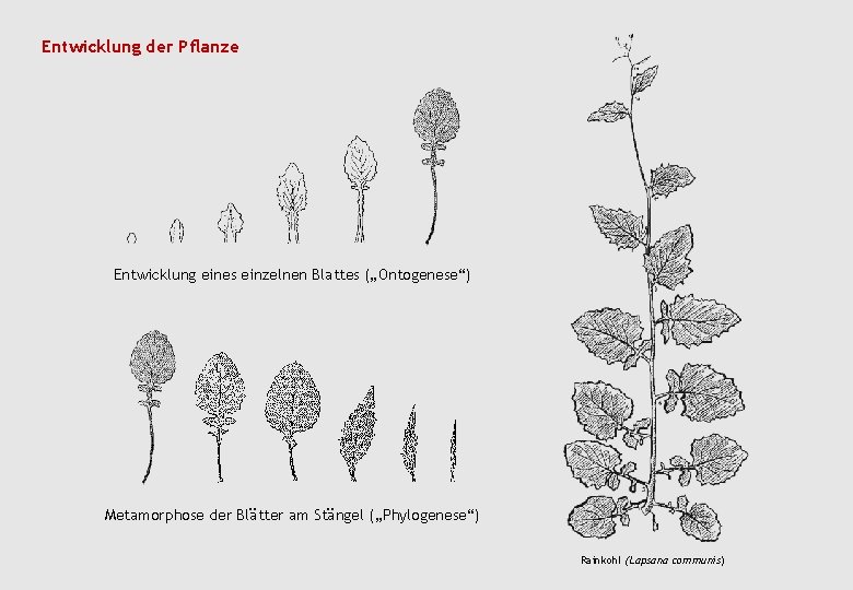 Entwicklung der Pflanze Entwicklung eines einzelnen Blattes („Ontogenese“) Metamorphose der Blätter am Stängel („Phylogenese“)