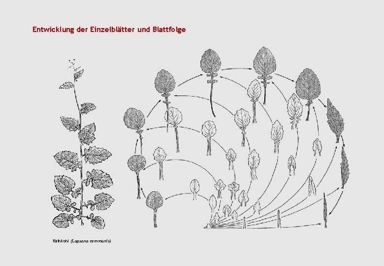 Entwicklung der Einzelblätter und Blattfolge Rainkohl (Lapsana communis) 