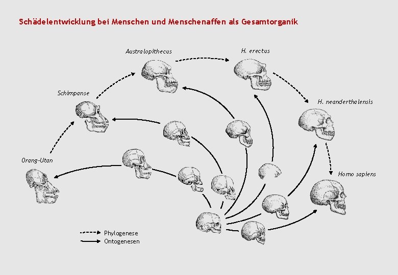 Schädelentwicklung bei Menschen und Menschenaffen als Gesamtorganik Australopithecus H. erectus Schimpanse H. neanderthalensis Orang-Utan