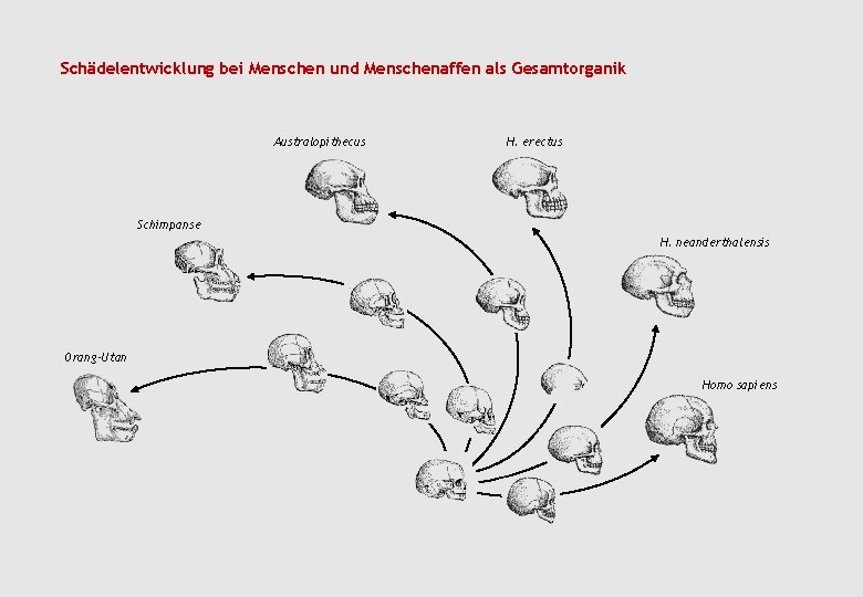 Schädelentwicklung bei Menschen und Menschenaffen als Gesamtorganik Australopithecus H. erectus Schimpanse H. neanderthalensis Orang-Utan