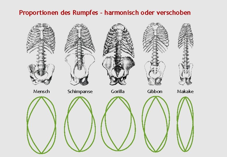 Proportionen des Rumpfes – harmonisch oder verschoben Mensch Schimpanse Gorilla Gibbon Makake 