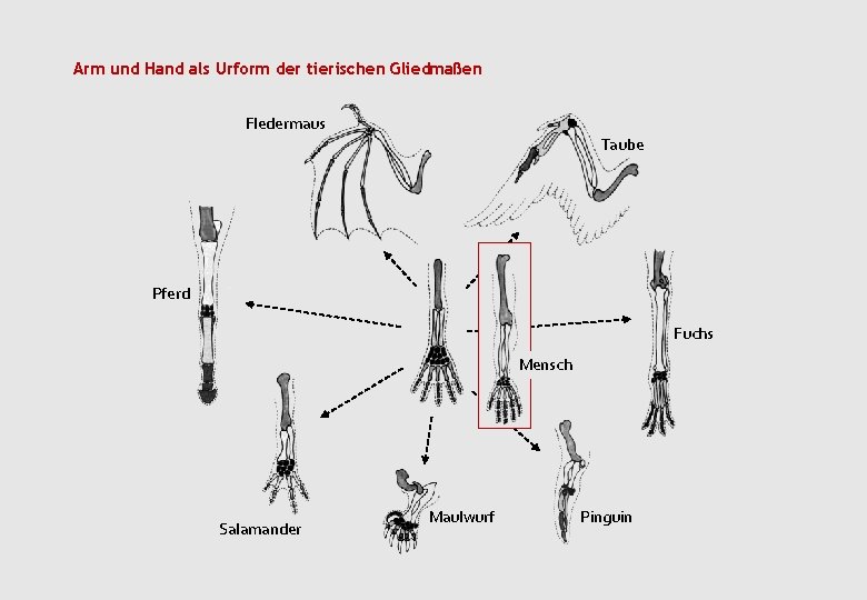 Arm und Hand als Urform der tierischen Gliedmaßen Fledermaus Taube Pferd Fuchs Mensch Salamander