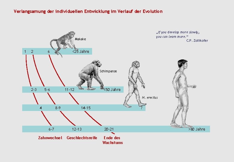 Verlangsamung der individuellen Entwicklung im Verlauf der Evolution „If you develop more slowly, you