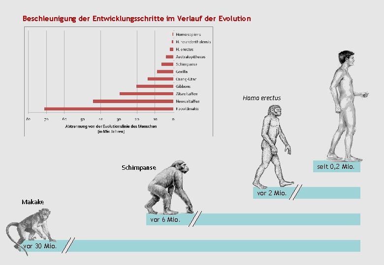 Beschleunigung der Entwicklungsschritte im Verlauf der Evolution Homo erectus seit 0, 2 Mio. Schimpanse