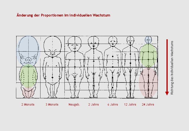 Richtung des individuellen Wachstums Änderung der Proportionen im individuellen Wachstum 2 Monate 3 Monate