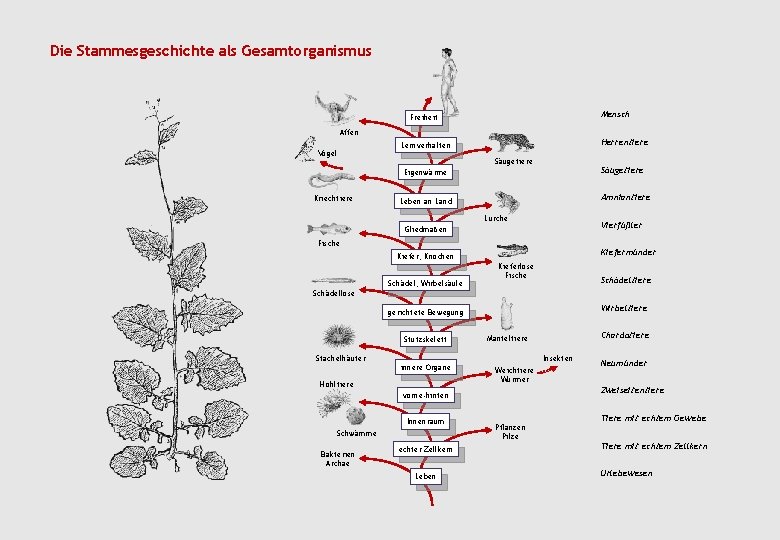 Die Stammesgeschichte als Gesamtorganismus Mensch Freiheit Affen Vögel Herrentiere Lernverhalten Säugetiere Eigenwärme Kriechtiere Amniontiere