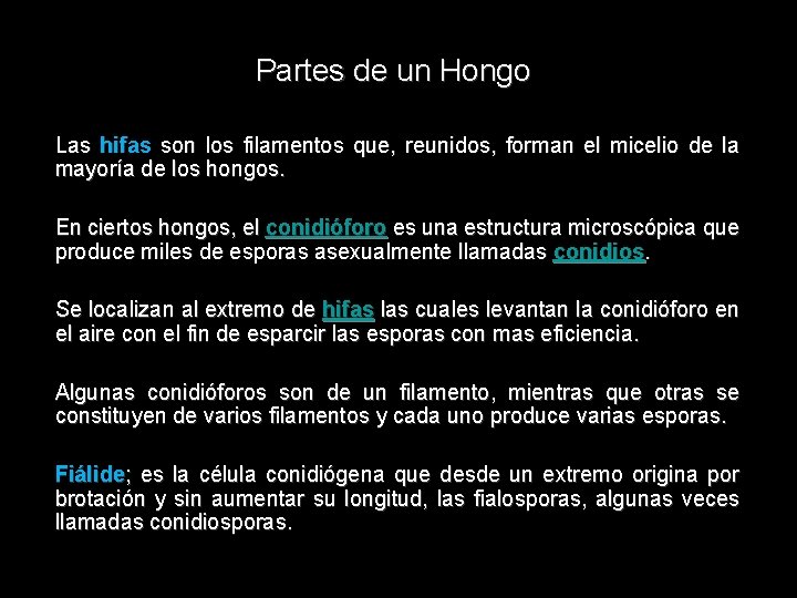 Partes de un Hongo Las hifas son los filamentos que, reunidos, forman el micelio