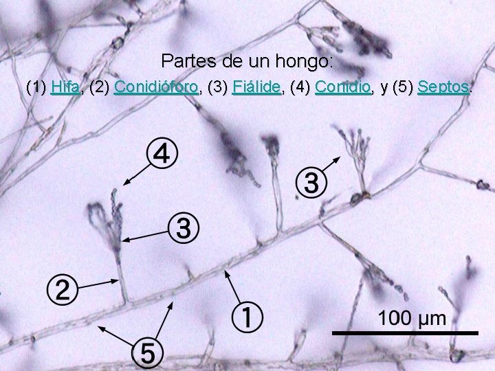 Partes de un hongo: (1) Hifa, (2) Conidióforo, (3) Fiálide, (4) Conidio, y (5)