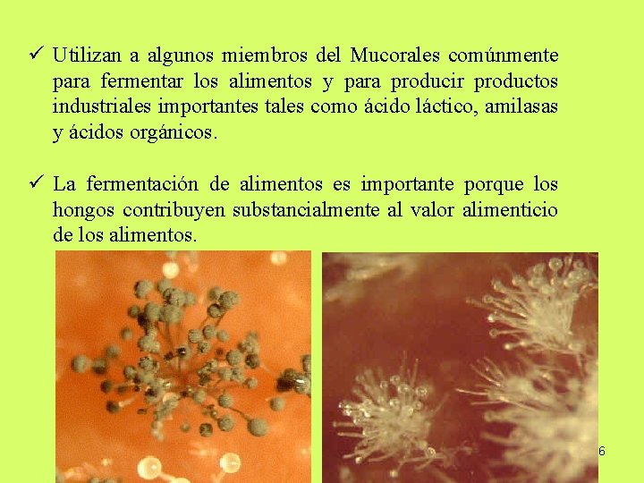 ü Utilizan a algunos miembros del Mucorales comúnmente para fermentar los alimentos y para