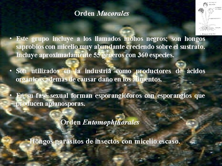 Orden Mucorales • Este grupo incluye a los llamados mohos negros; son hongos saprobios