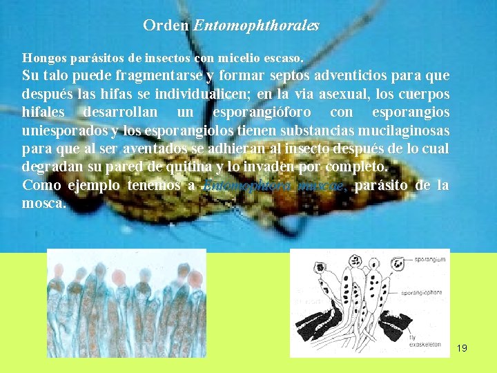 Orden Entomophthorales Hongos parásitos de insectos con micelio escaso. Su talo puede fragmentarse y