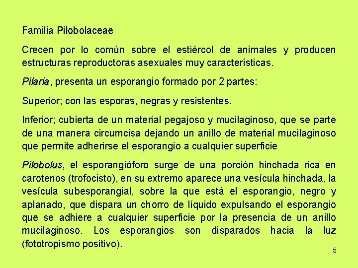 Familia Pilobolaceae Crecen por lo común sobre el estiércol de animales y producen estructuras