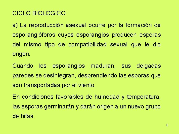 CICLO BIOLOGICO a) La reproducción asexual ocurre por la formación de esporangióforos cuyos esporangios