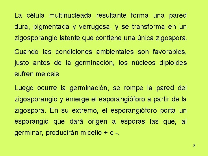 La célula multinucleada resultante forma una pared dura, pigmentada y verrugosa, y se transforma