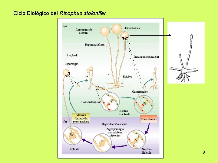 Ciclo Biológico del Rizophus stolonifer 9 
