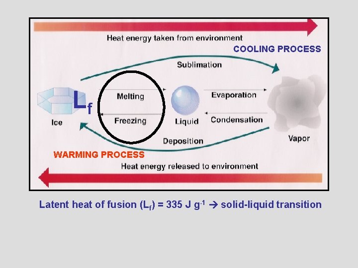 COOLING PROCESS Lf WARMING PROCESS Latent heat of fusion (Lf) = 335 J g-1