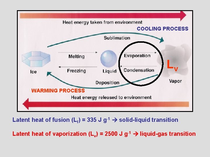 COOLING PROCESS Lv WARMING PROCESS Latent heat of fusion (Lf) = 335 J g-1