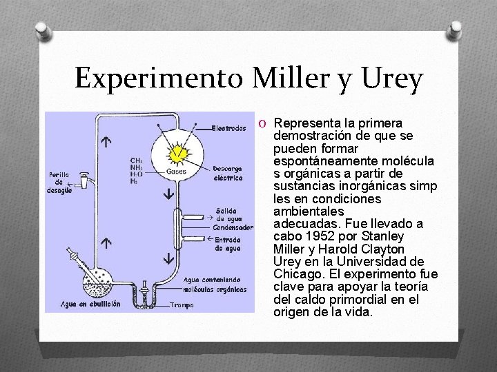 Experimento Miller y Urey O Representa la primera demostración de que se pueden formar