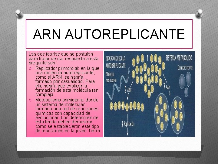 ARN AUTOREPLICANTE Las dos teorías que se postulan para tratar de dar respuesta a