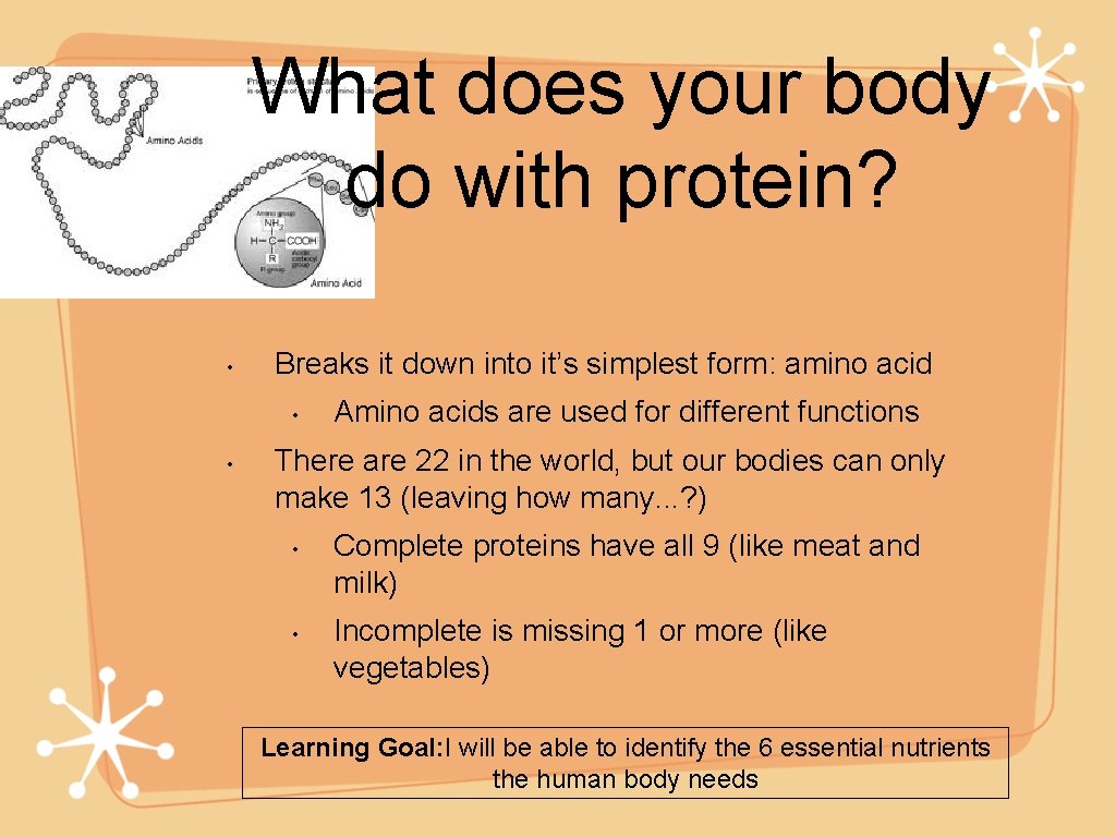What does your body do with protein? • Breaks it down into it’s simplest