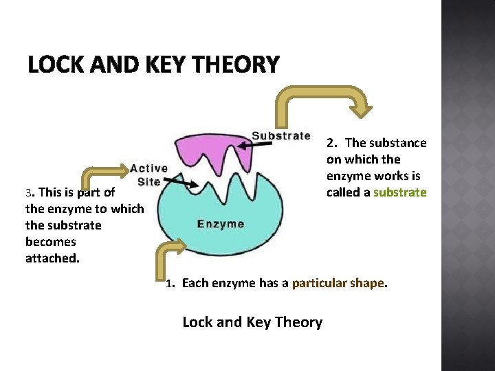 LOCK AND KEY THEORY 2. The substance on which the enzyme works is called