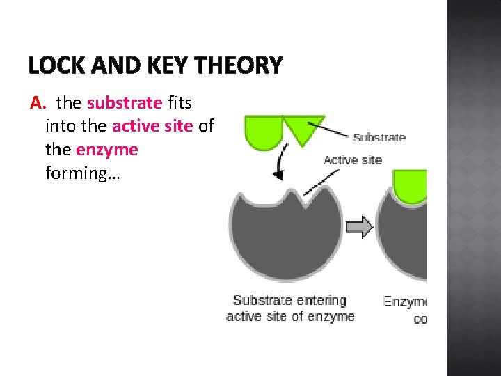 LOCK AND KEY THEORY A. the substrate fits into the active site of the