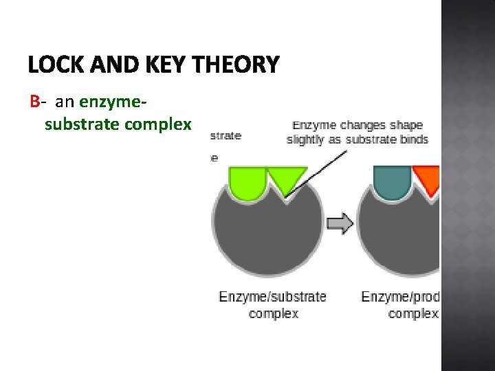 LOCK AND KEY THEORY B- an enzymesubstrate complex 