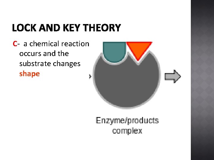 LOCK AND KEY THEORY C- a chemical reaction occurs and the substrate changes shape