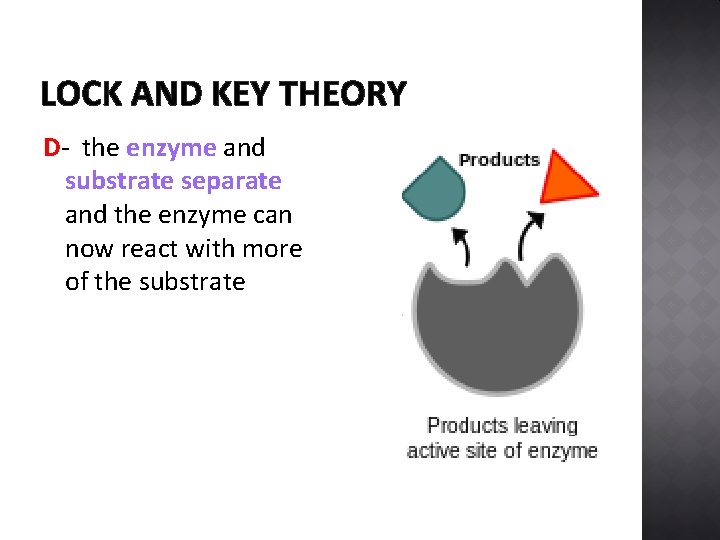 LOCK AND KEY THEORY D- the enzyme and substrate separate and the enzyme can