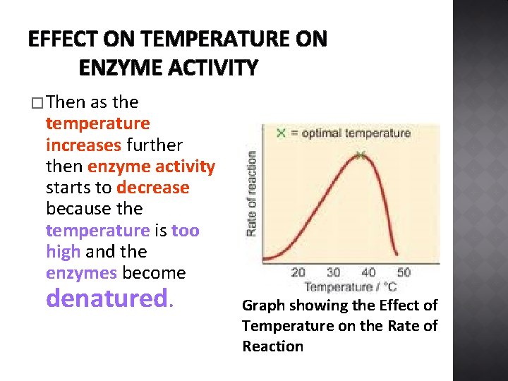 EFFECT ON TEMPERATURE ON ENZYME ACTIVITY � Then as the temperature increases further then