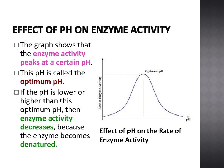 EFFECT OF PH ON ENZYME ACTIVITY � The graph shows that the enzyme activity