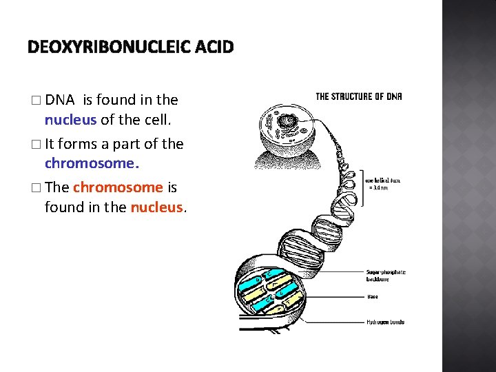 DEOXYRIBONUCLEIC ACID � DNA is found in the nucleus of the cell. � It