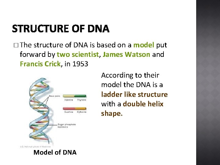 STRUCTURE OF DNA � The structure of DNA is based on a model put