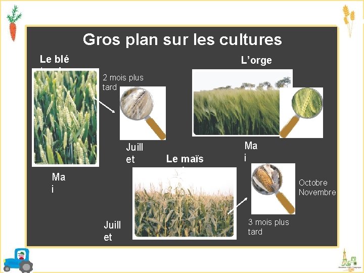 Gros plan sur les cultures Le blé tendre L’orge 2 mois plus tard Juill