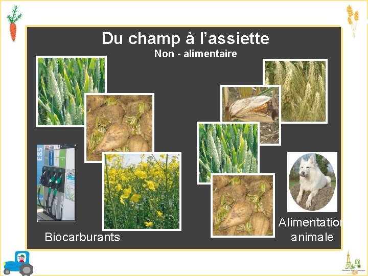 Du champ à l’assiette Non - alimentaire Biocarburants Alimentation animale 