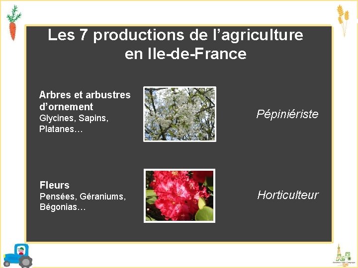 Les 7 productions de l’agriculture en Ile-de-France Arbres et arbustres d’ornement Glycines, Sapins, Platanes…