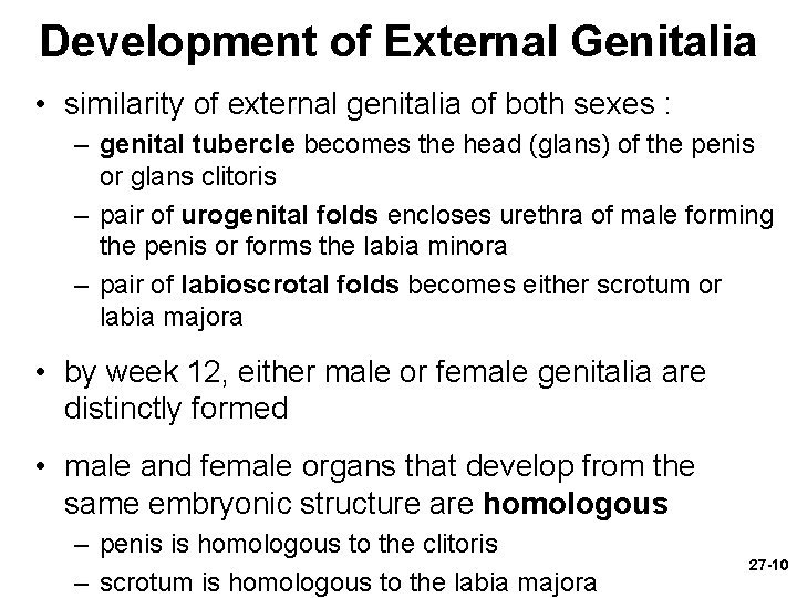 Development of External Genitalia • similarity of external genitalia of both sexes : –