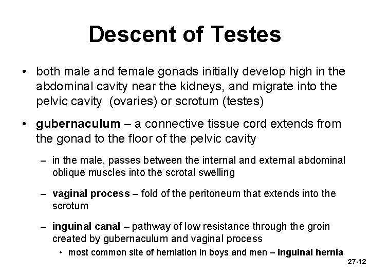 Descent of Testes • both male and female gonads initially develop high in the