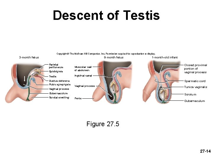 Descent of Testis Copyright © The Mc. Graw-Hill Companies, Inc. Permission required for reproduction