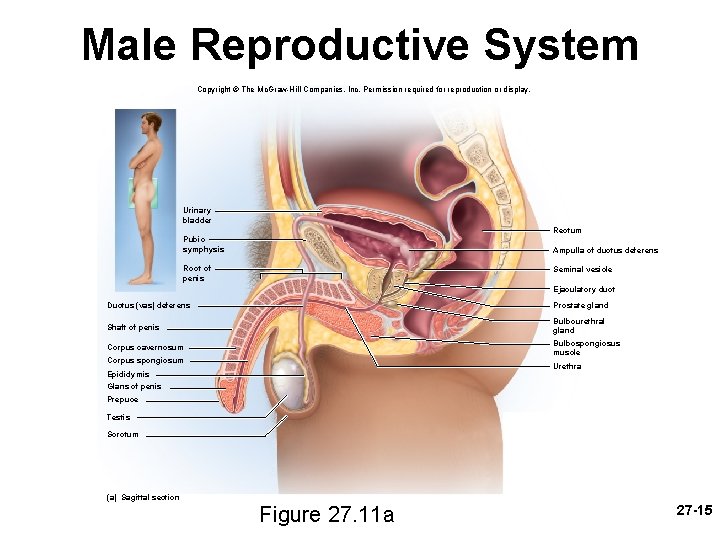 Male Reproductive System Copyright © The Mc. Graw-Hill Companies, Inc. Permission required for reproduction