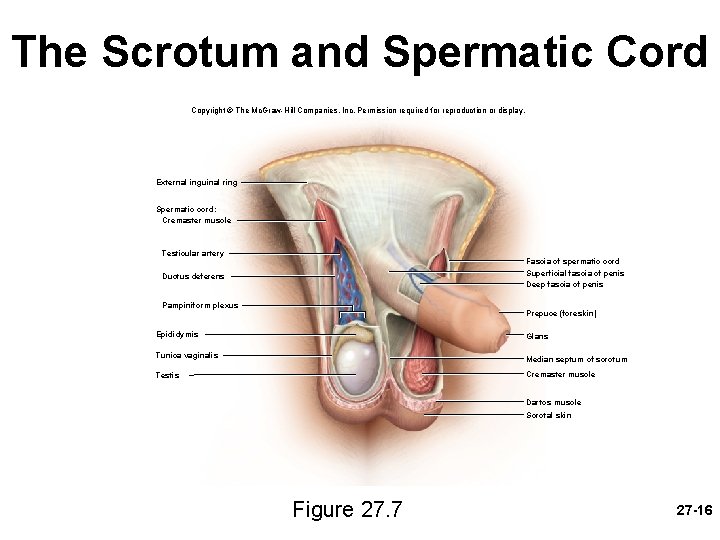 The Scrotum and Spermatic Cord Copyright © The Mc. Graw-Hill Companies, Inc. Permission required