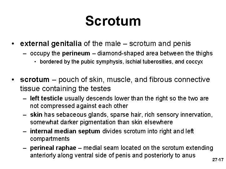 Scrotum • external genitalia of the male – scrotum and penis – occupy the