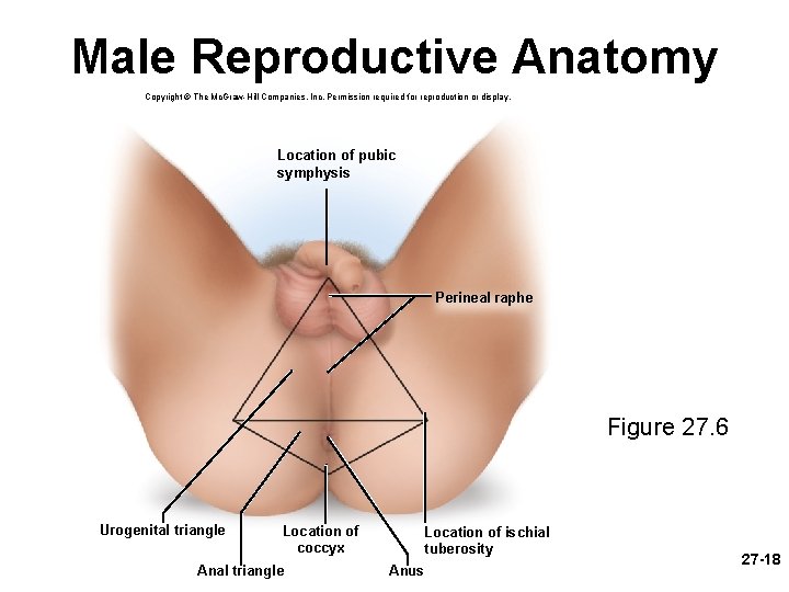 Male Reproductive Anatomy Copyright © The Mc. Graw-Hill Companies, Inc. Permission required for reproduction