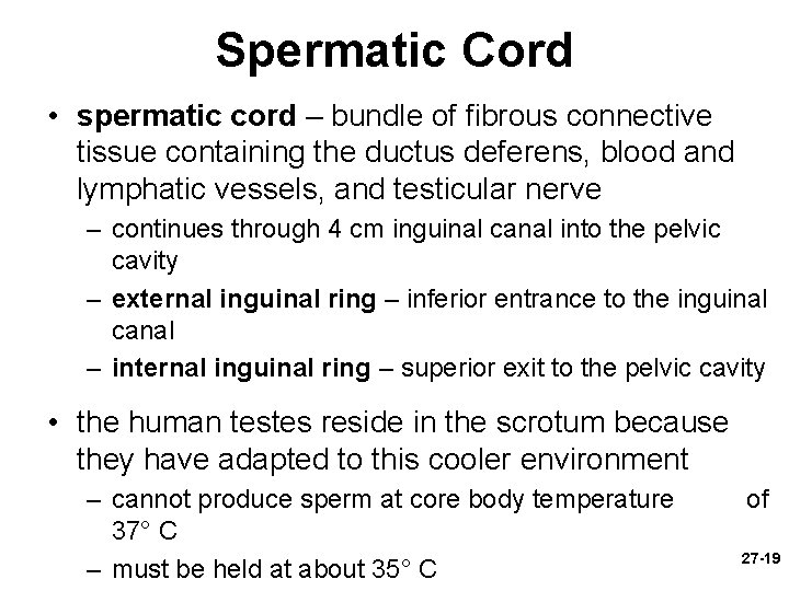 Spermatic Cord • spermatic cord – bundle of fibrous connective tissue containing the ductus