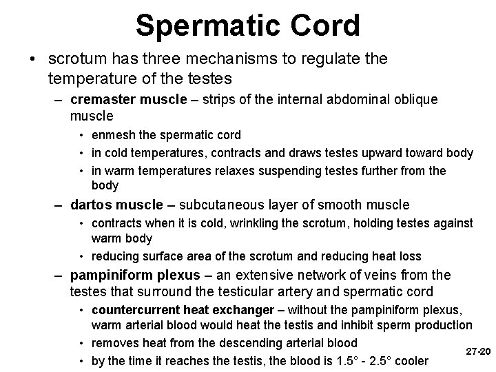 Spermatic Cord • scrotum has three mechanisms to regulate the temperature of the testes