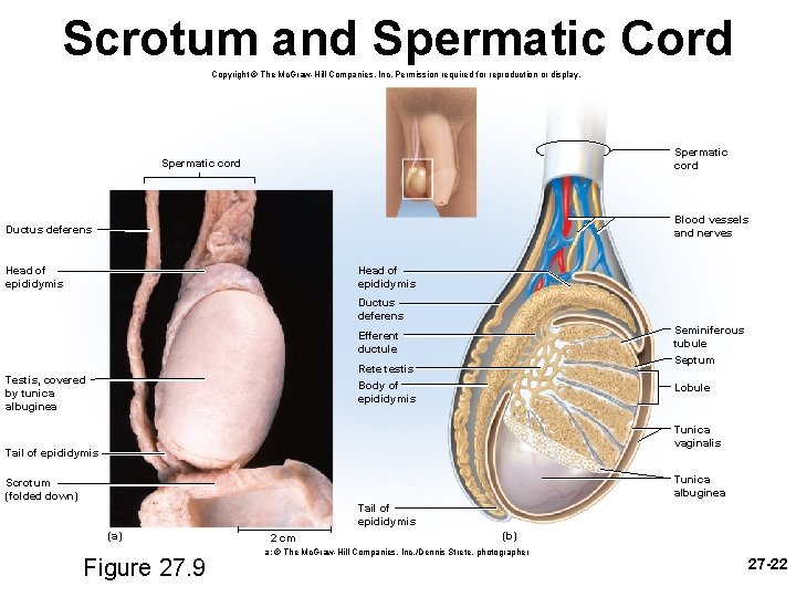 Scrotum and Spermatic Cord Copyright © The Mc. Graw-Hill Companies, Inc. Permission required for