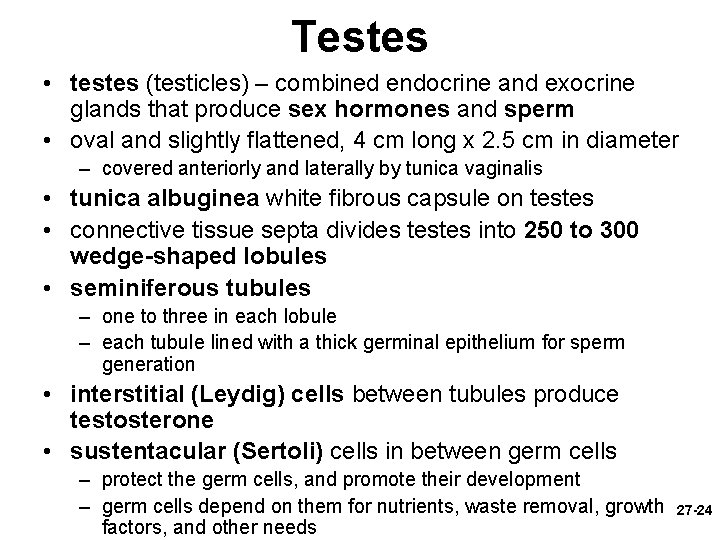 Testes • testes (testicles) – combined endocrine and exocrine glands that produce sex hormones