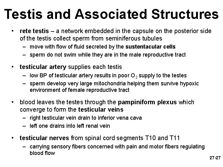 Testis and Associated Structures • rete testis – a network embedded in the capsule