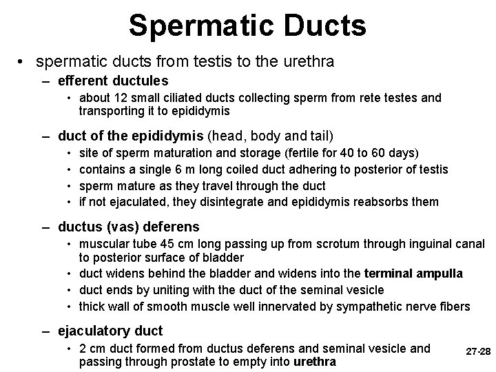 Spermatic Ducts • spermatic ducts from testis to the urethra – efferent ductules •